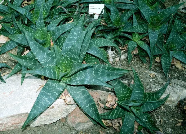 African or Tiger Aloe (Aloe maculata)
