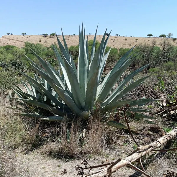 Agave Cornelius (Agave americana 'Cornelius')