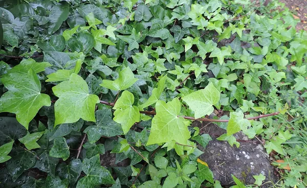 Algerian Ivy (Hedera canariensis)
