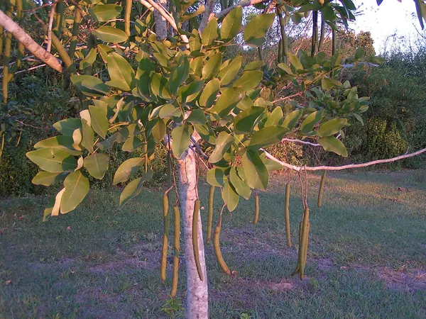 Argentine Mesquite Tree (Prosopis alba)