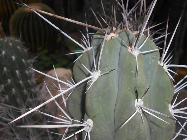Argentine Toothpick Cactus (Stetsonia coryne)