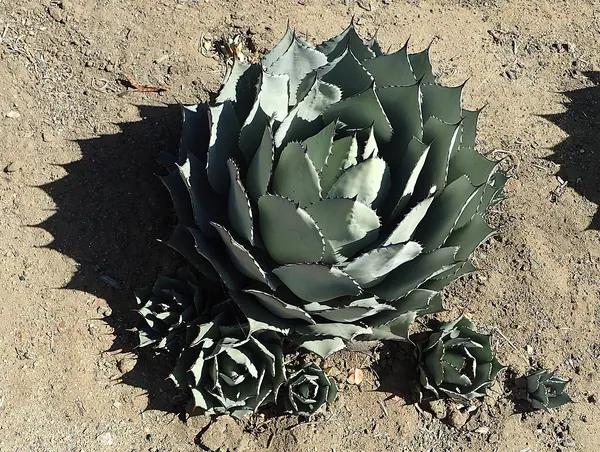 Artichoke Agave (Agave parryi v. truncata)