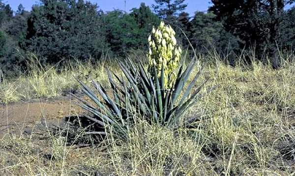 Banana Yucca (Yucca baccata)