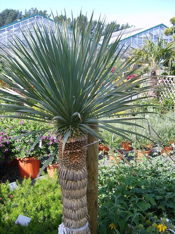 Beaked Yucca (Yucca rostrata)