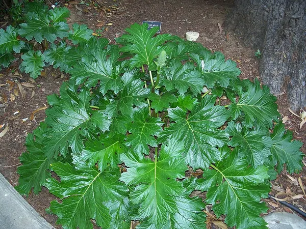 Bear's Breech (Acanthus Mollis)
