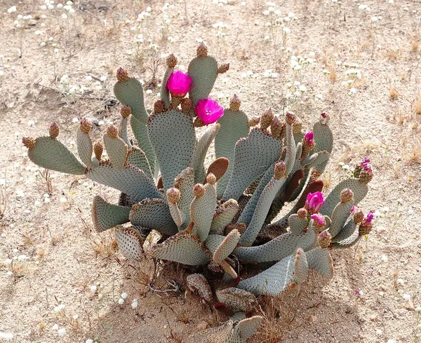 Beavertail Cactus (Opuntia basilaris)