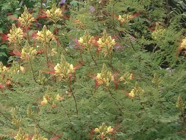 Bird of Paradise Bush (also Called Desert Bird of Paradise) (Caesalpinia gilliesii)