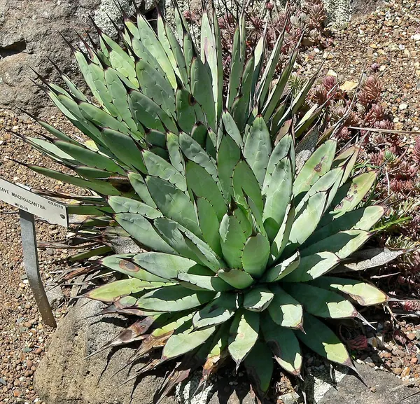 Black-spined Agave or Large-thorned Agave (Agave macroacantha)
