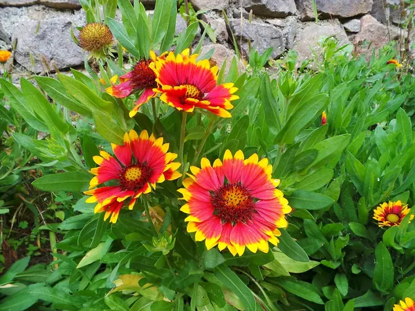 Blanket Flower (Gaillardia grandiflora)