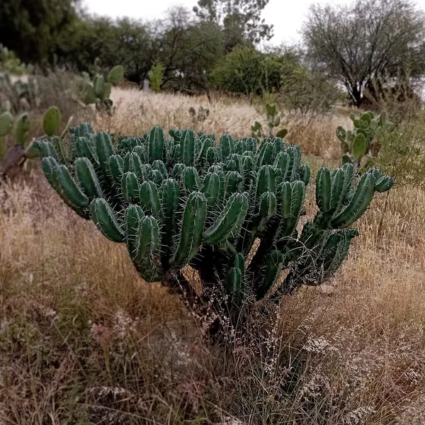 Blue Candle (Myrtillocactus geometrizans)