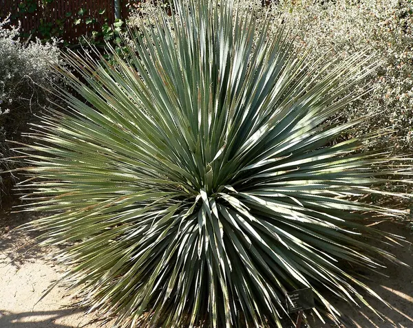 Blue Desert Spoon (Dasylirion wheeleri)