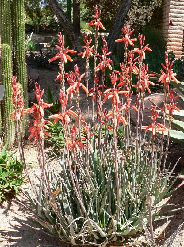 Blue Elf Aloe (Aloe 'Blue Elf')
