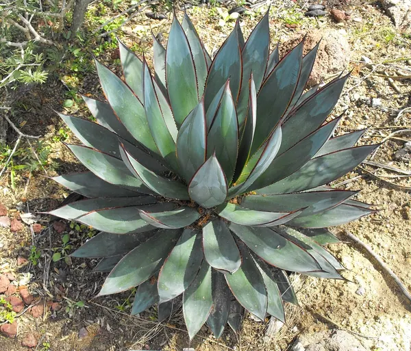 Blue Glow Agave (A cross between Agave ocahui and Agave attenuata)
