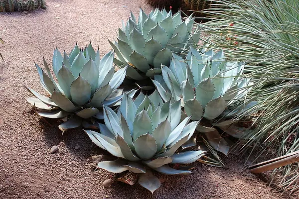 Blue Ice Agave (Agave colorata)
