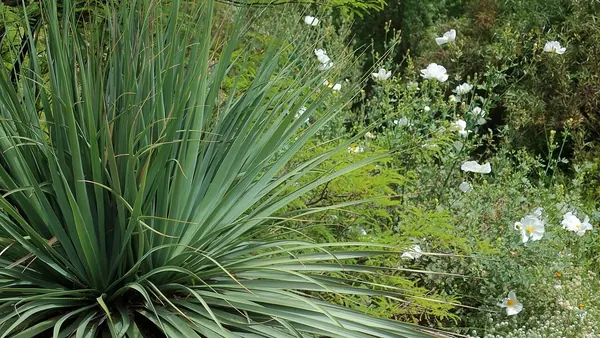 Blue Nolina (Nolina nelsonii)