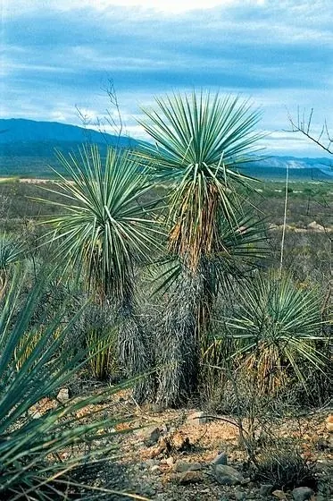 Blue Yucca (Yucca rigida)