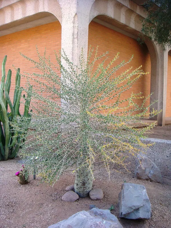 Boojum Tree (Fouquieria columnaris)