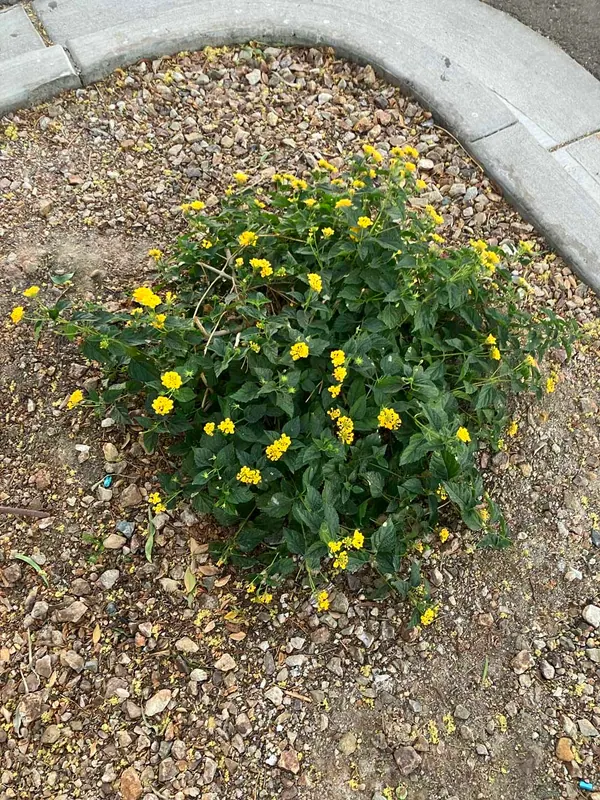 Bush Lantana (yellow) (Lantana camara)