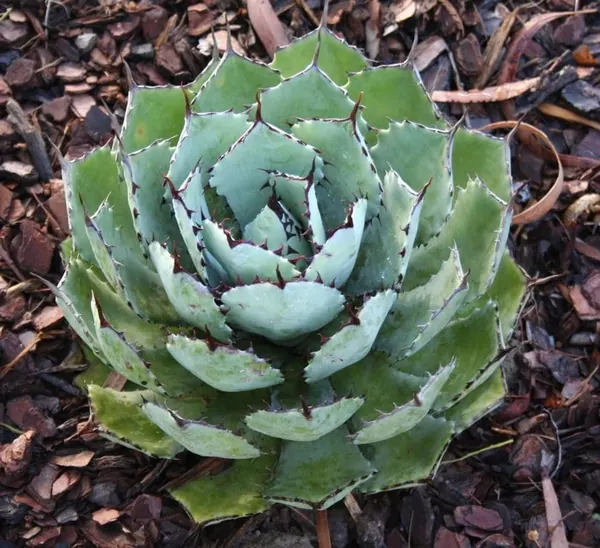 Butterfly Agave (Agave potatorum)