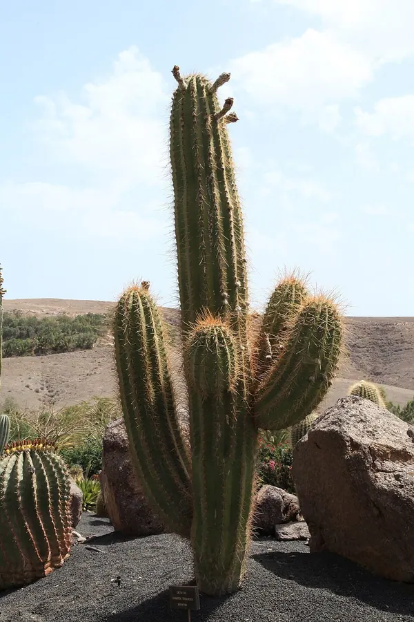 Cardon Grande (Echinopsis terscheckii)
