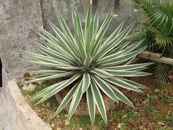 Caribbean Agave (Agave angustifolia var. marginata)
