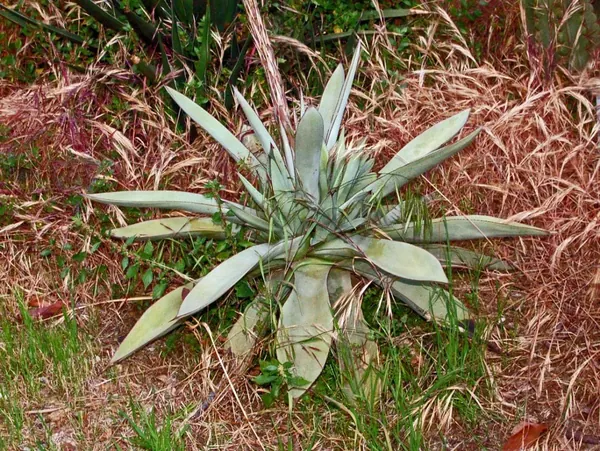 Century Plant (Agave guidengola)