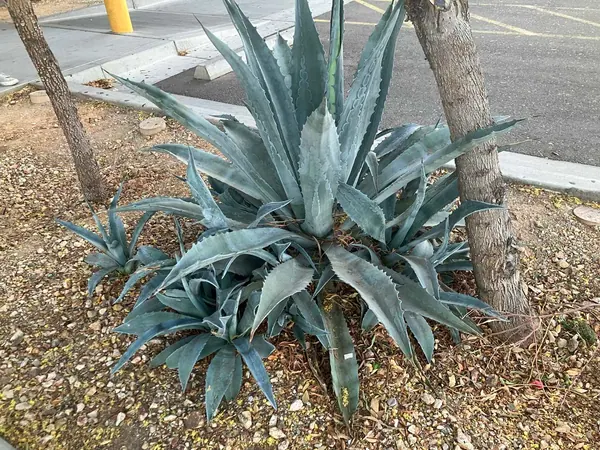 Century Plant (Agave Americano)