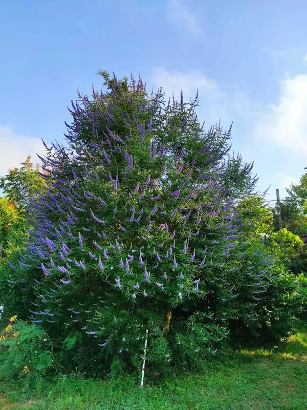 Chaste Tree (Vitex agnus-castus)
