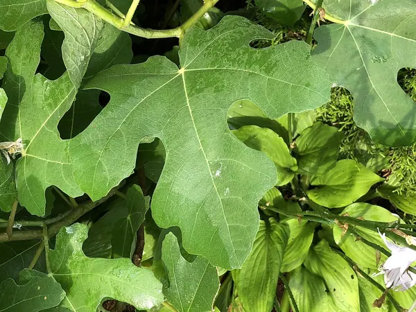 Chicago Hardy Fig (Ficus carica 'Chicago Hardy')