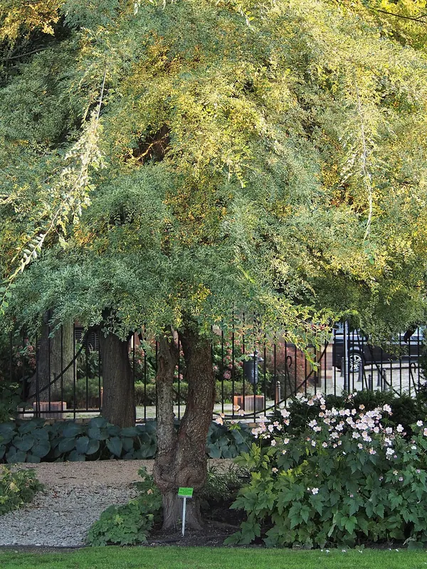 Chinese Elm (Ulmus parvifolia)
