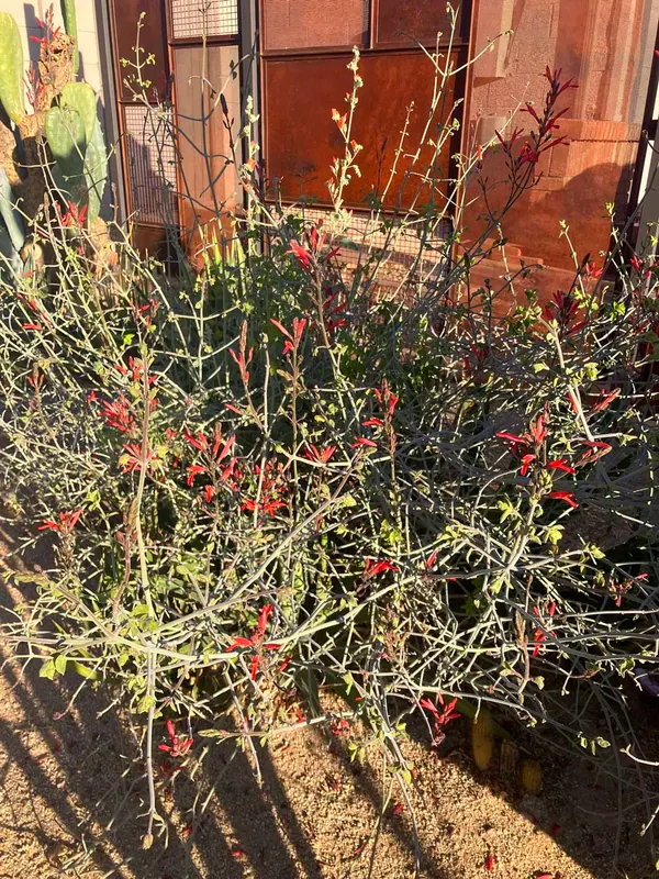 Chuparosa (Justicia californica)