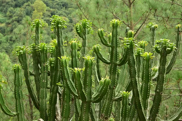 Churee (Euphorbia royleana)