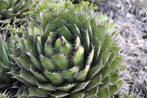 Coastal Century Plant (Agave shawii)