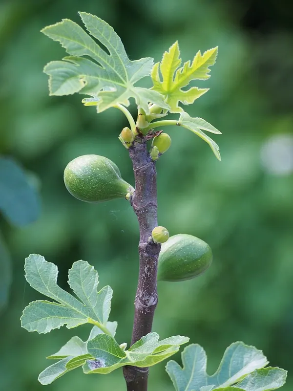 Common Fig (Ficus carica)