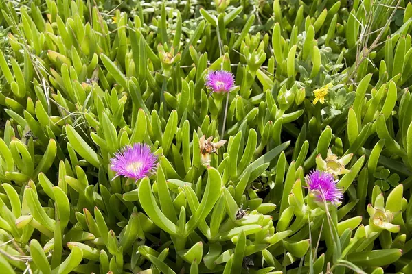 Common Ice Plant (Carpobrotus chilensis)
