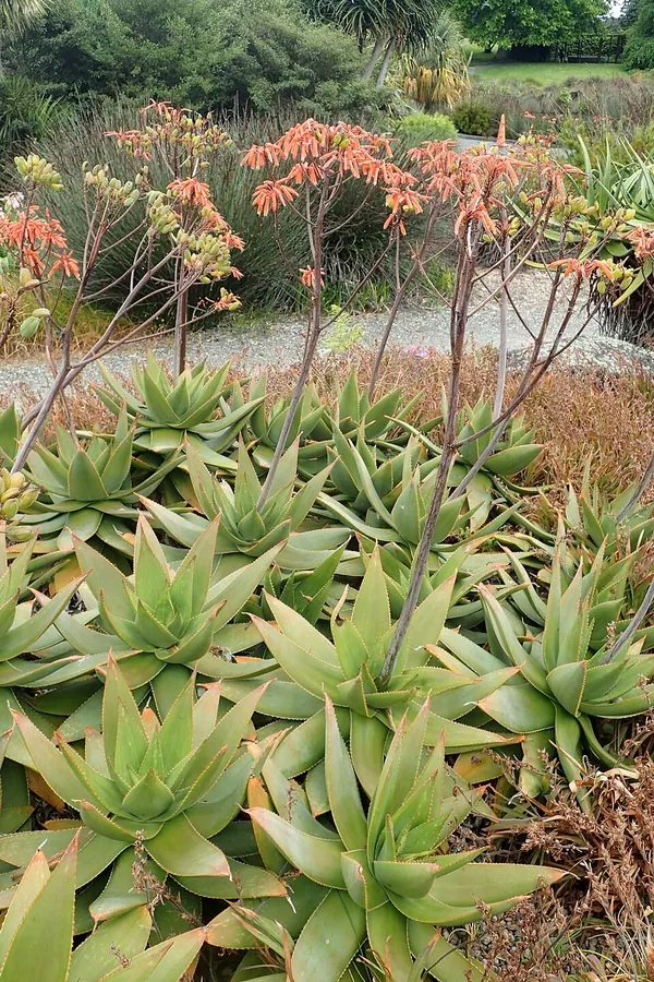 Coral Aloe (Aloe striata)