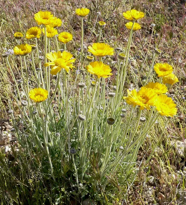 Desert Marigold (Baileya multiradiata)