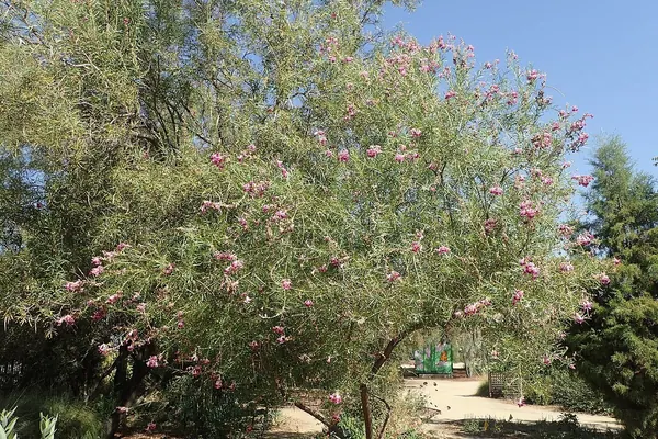 Desert Willow (Chilopsis linearis)