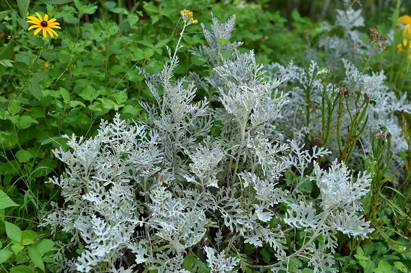 Dusty Miller (Jacobaea maritima)