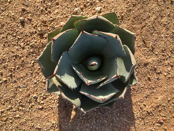 Dwarf Butterfly Agave (Agave isthmensis)