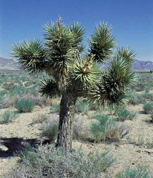 Dwarf Joshua Tree (Yucca brevifolia subsp. jaegeriana)