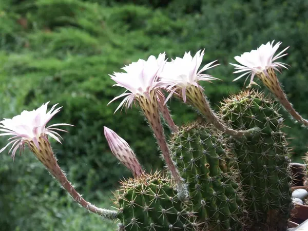 Easter Lily Cactus (Echinopsis hybrid)