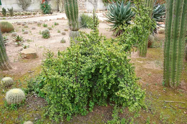 Elephant Bush / Spekboom (Portulacaria afra)