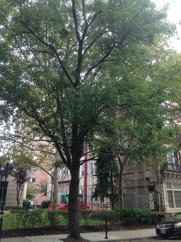 Evergreen Pear Tree (Pyrus kawakamii)