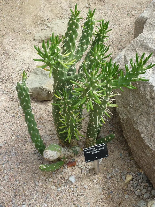 Eve's Needle (Austrocylindropuntia subulata)