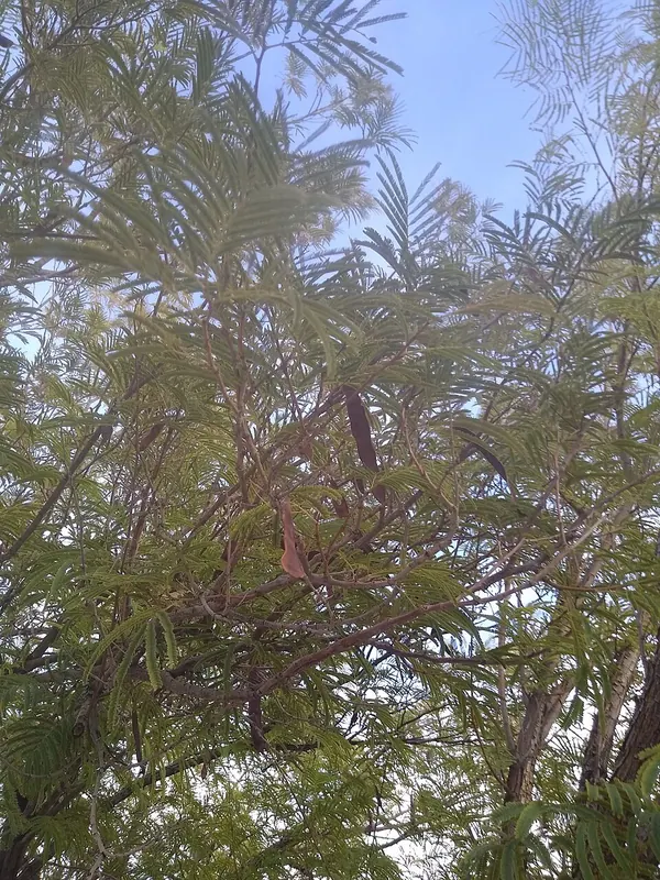 Feather Bush (Lysiloma watsonii)