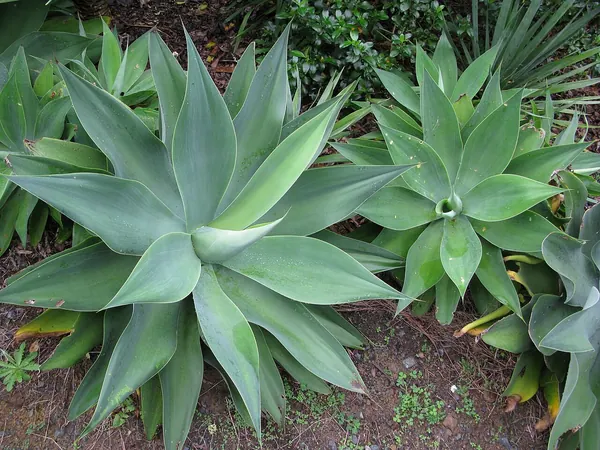 Foxtail Agave (Agave allenuata)