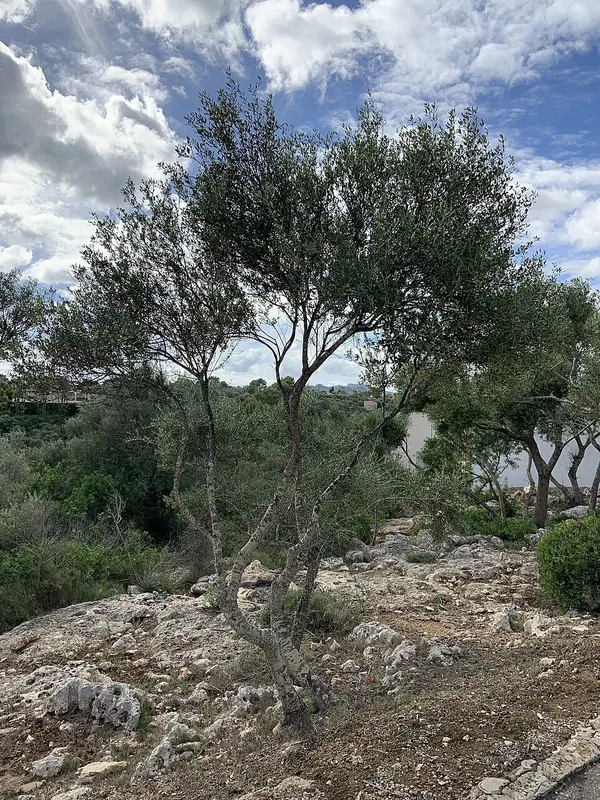 Fruitless Olive (Oleo europaea)