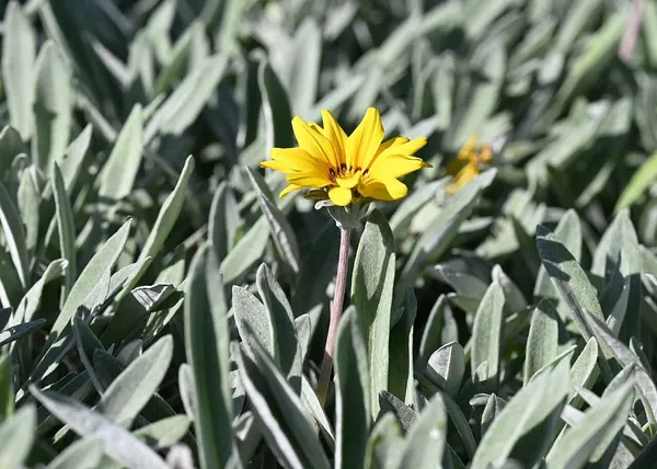 Gazania (Gazania rigens)