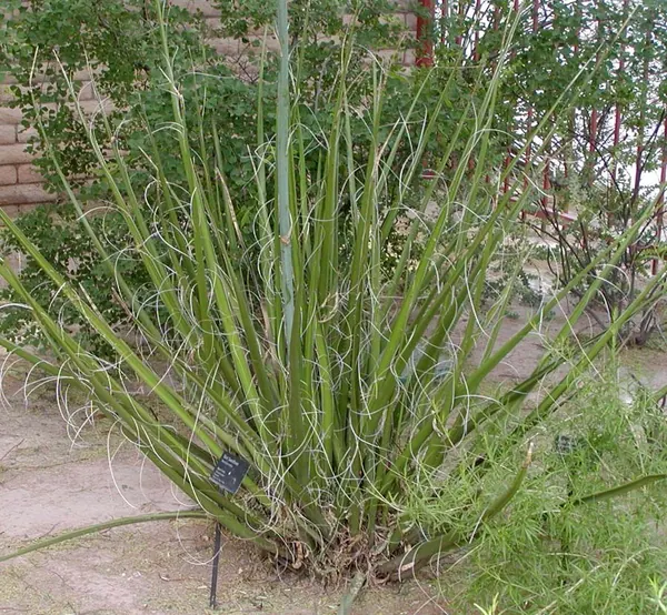 Giant Hesperaloe, Coahuilan Hesperaloe (Hesperaloe funifera)